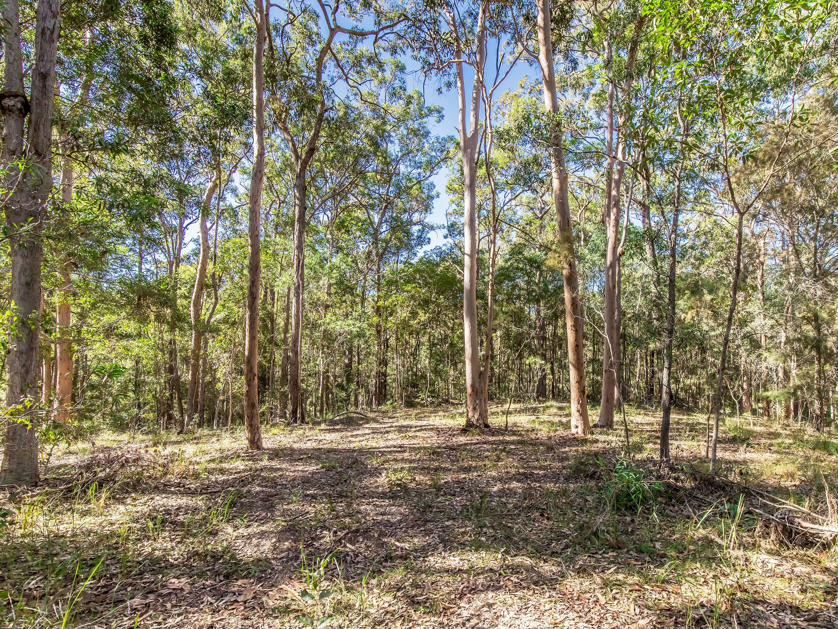 613 Maudsland Road, Maudsland QLD 4210, Maudsland - Thumbnail 5