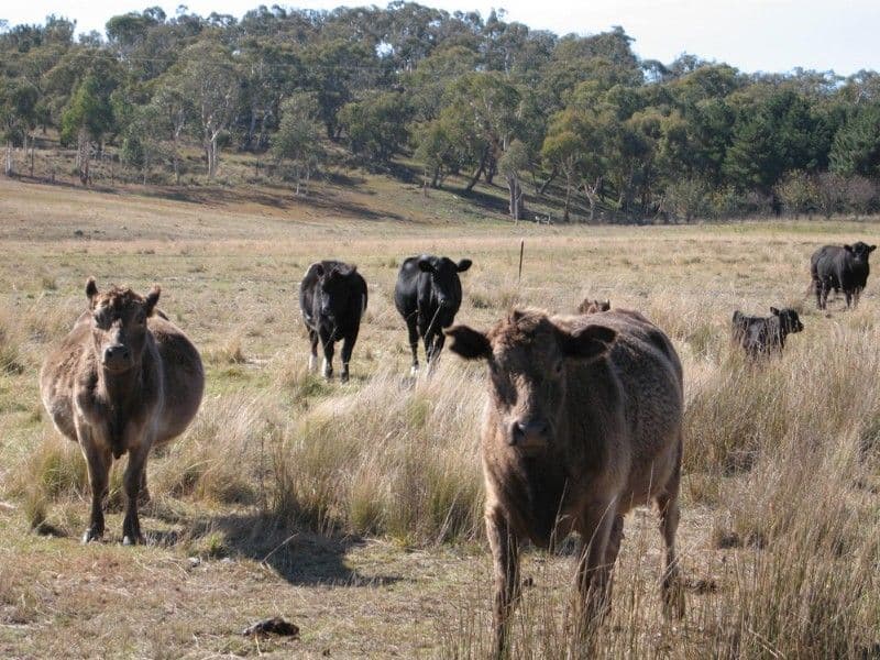 1683 Hoskinstown Road, HOSKINSTOWN NSW 2621, Hoskinstown - Thumbnail 4
