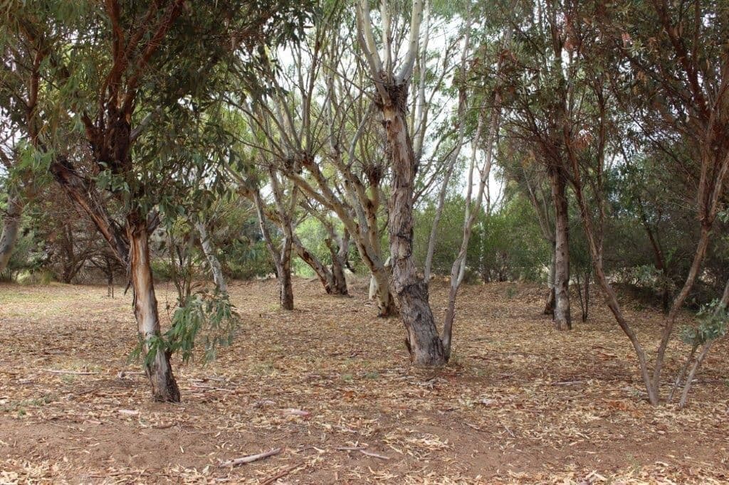 73 Brennand Road, Dongara WA 6525, Dongara - Thumbnail 6