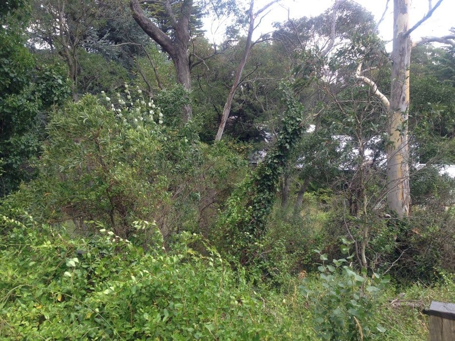 104 Station Street, BLACKHEATH NSW 2785, Blackheath - Thumbnail 2