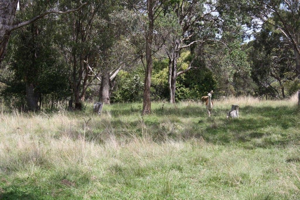 11 Conyard Road, GLEN INNES NSW 2370, Glen Innes - Thumbnail 3