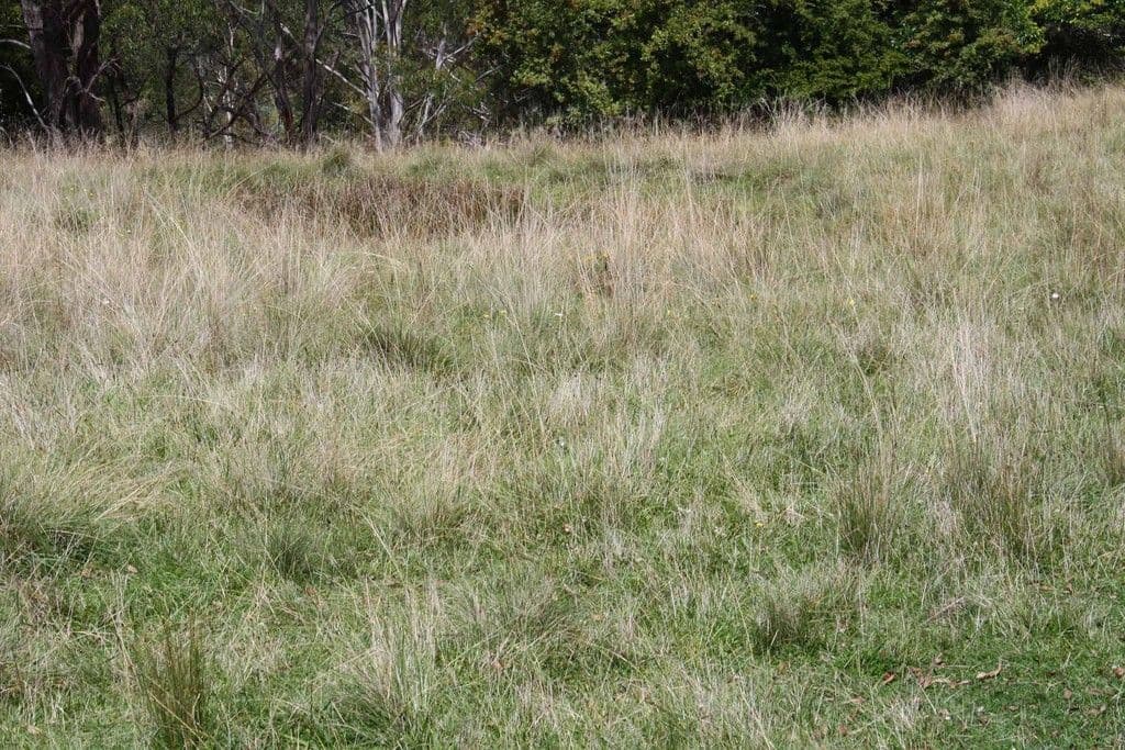 11 Conyard Road, GLEN INNES NSW 2370, Glen Innes - Thumbnail 8