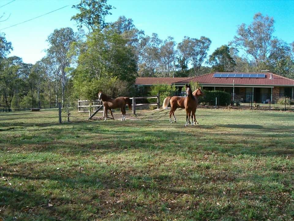 84 Camp Mountain Road, Camp Mountain QLD 4520, Camp Mountain - Thumbnail 7