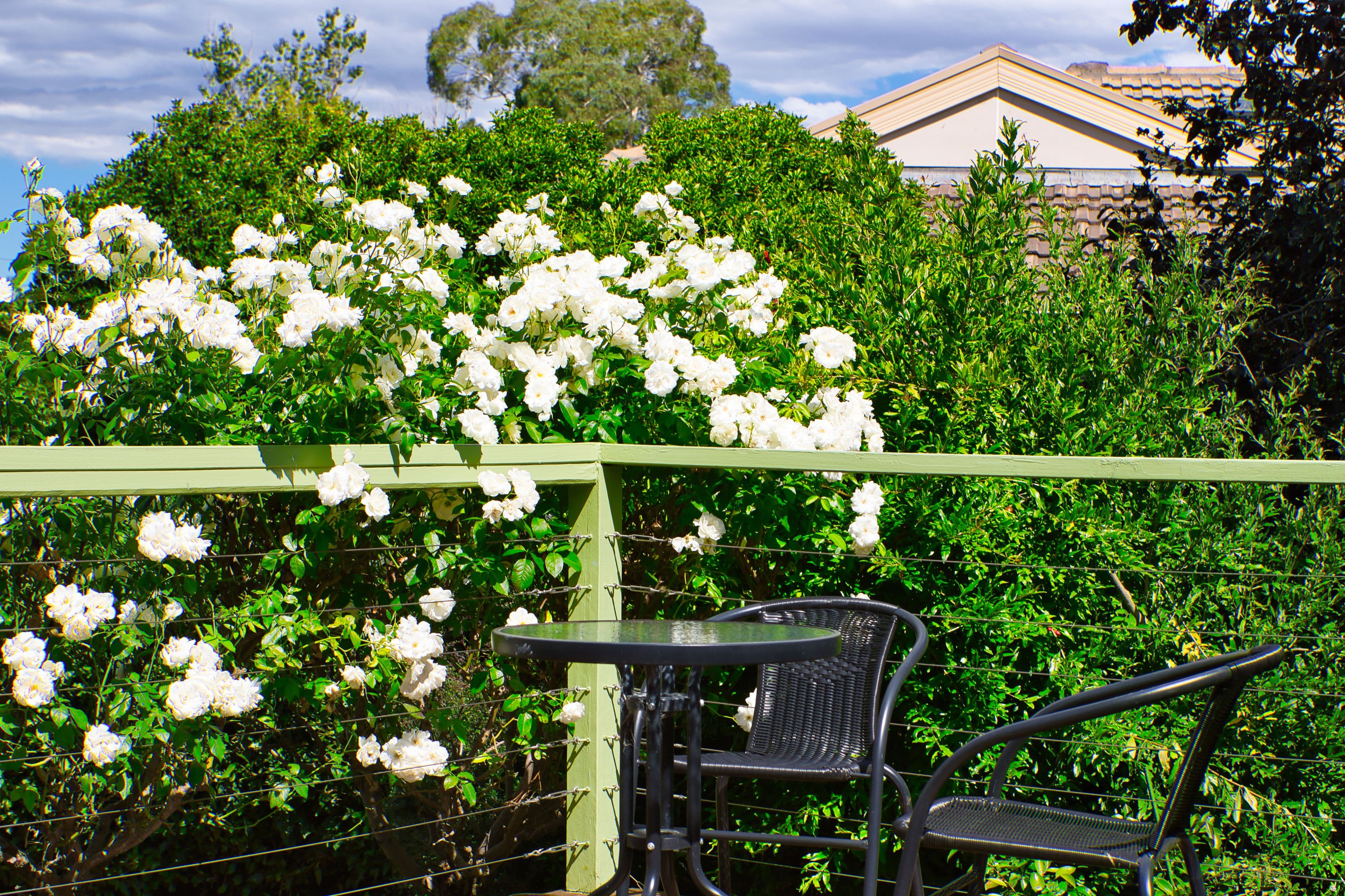 46 Holman Street, Curtin ACT 2605, Curtin - Thumbnail 4
