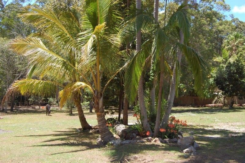 199 Beddington Road, DOONAN QLD 4562, Doonan - Thumbnail 7