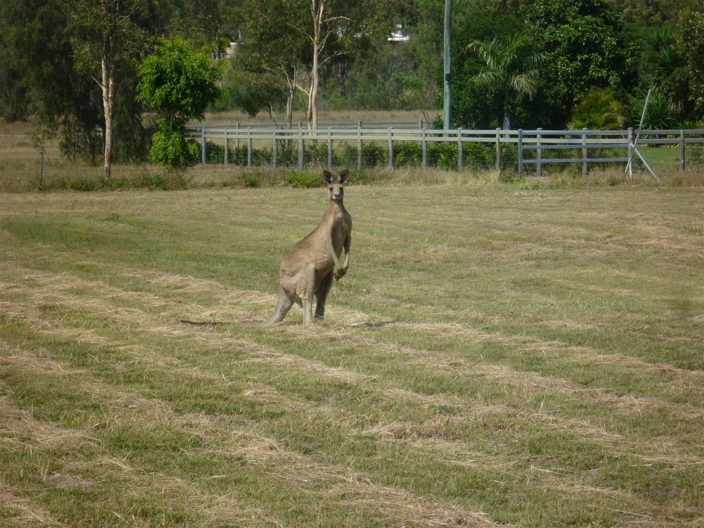 124 Lucas Street, Gracemere QLD 4702, Gracemere - Image 1