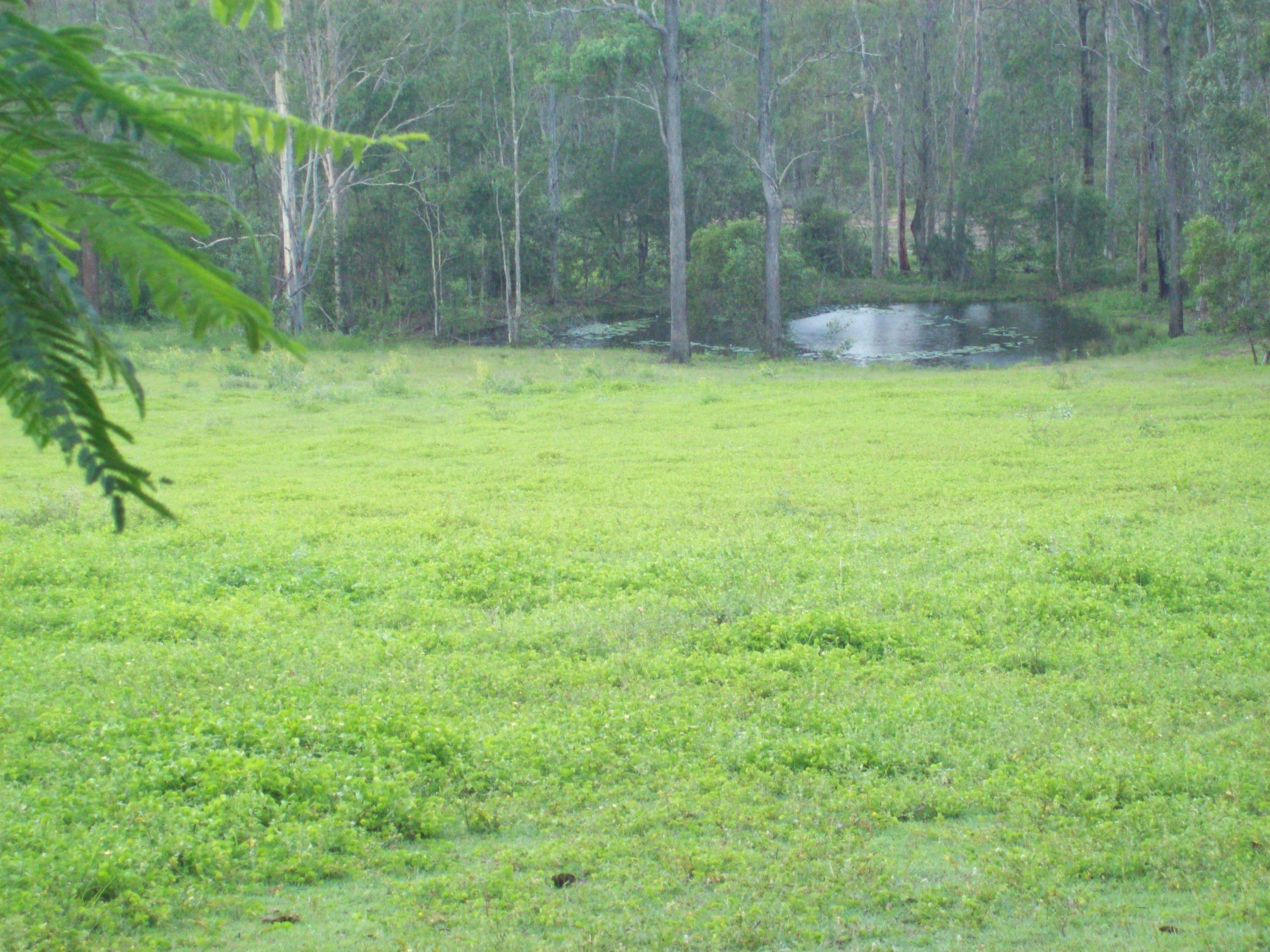 146 Staiers Road, Pilerwa QLD 4650, Pilerwa - Thumbnail 7