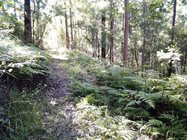 11 Barmark Court, Tallebudgera Valley QLD 4228, Tallebudgera Valley - Thumbnail 2