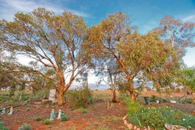 624 Pawson Avenue, CARDROSS VIC 3496, Cardross - Thumbnail 8