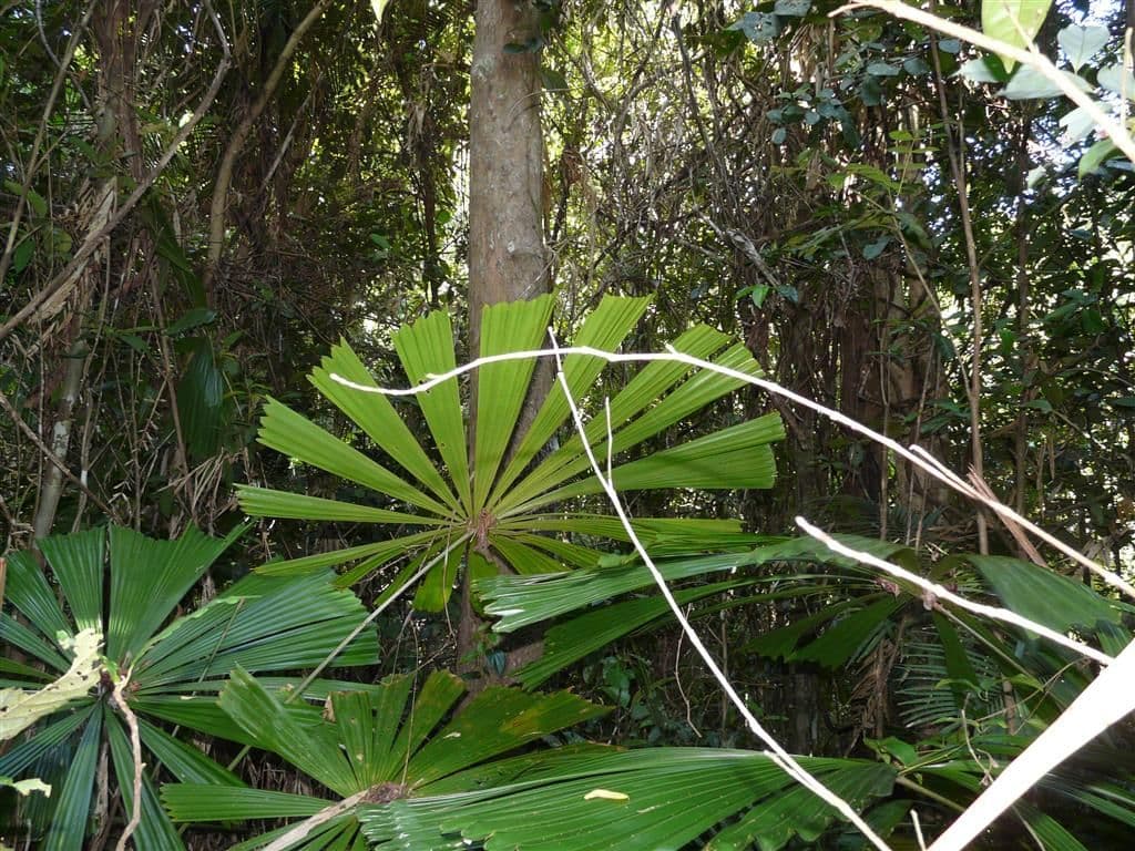 Lot 16 Rainforest Drive, Jubilee Heights QLD 4860, Jubilee Heights - Thumbnail 4
