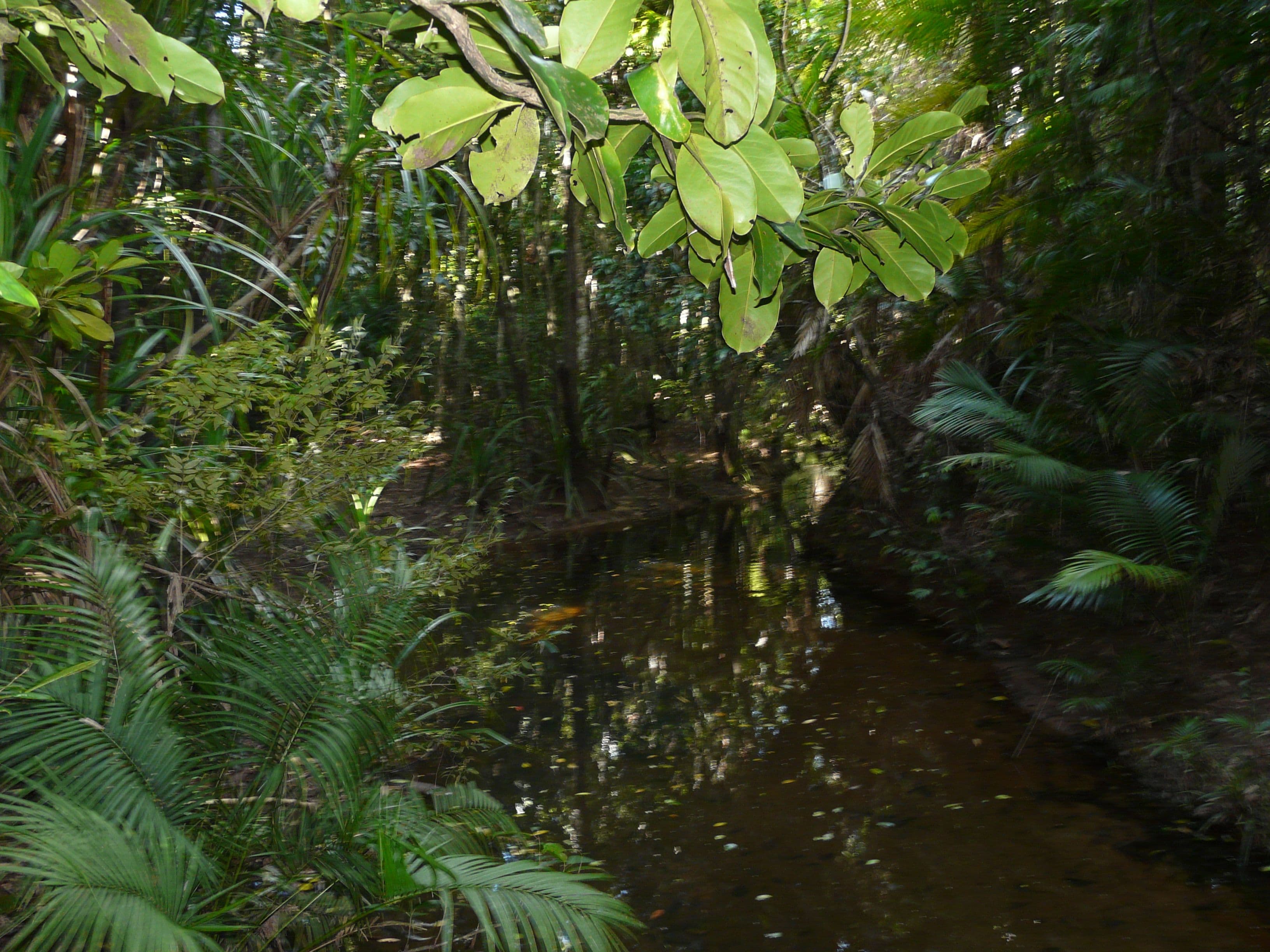 Lot 16 Rainforest Drive, Jubilee Heights QLD 4860, Jubilee Heights - Thumbnail 5