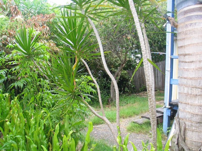 1027 Gold Coast Highway, PALM BEACH QLD 4221, Palm Beach - Thumbnail 2