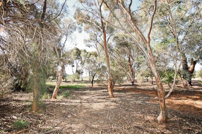123 Fifth Street, MERBEIN VIC 3505, Merbein - Thumbnail 4