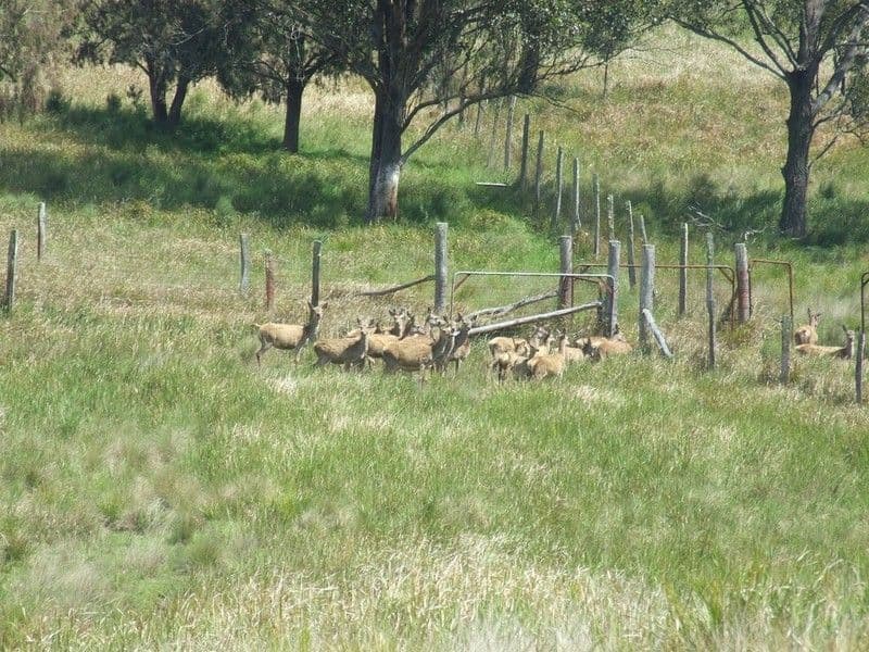 000 Anger Road, CROWS NEST QLD 4355, Crows Nest - Thumbnail 6