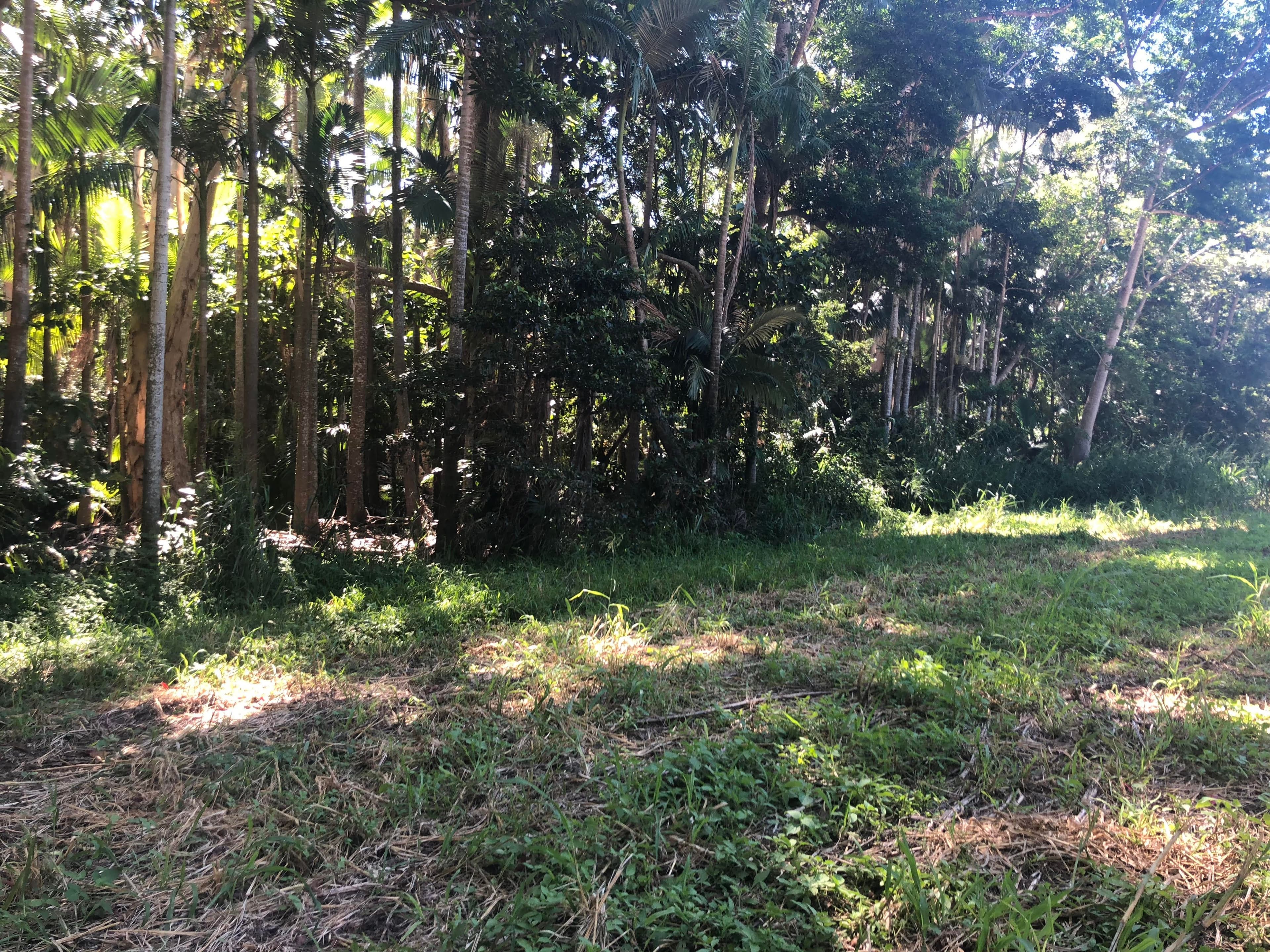 Lot 1 Saltwater Creek Road, Palm Grove QLD 4800, Palm Grove - Thumbnail 6
