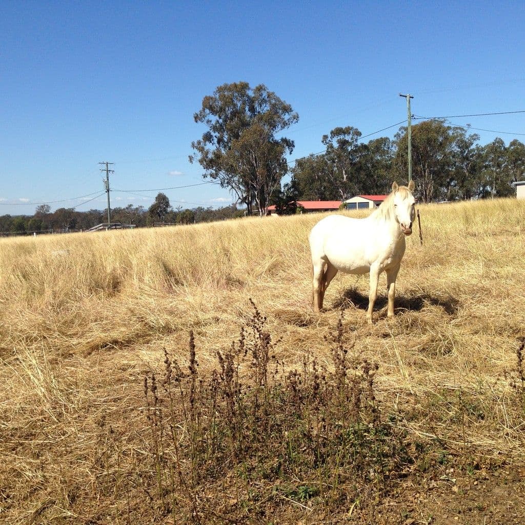 24-44 Seidels Road, Walloon QLD 4306, Walloon - Thumbnail 4