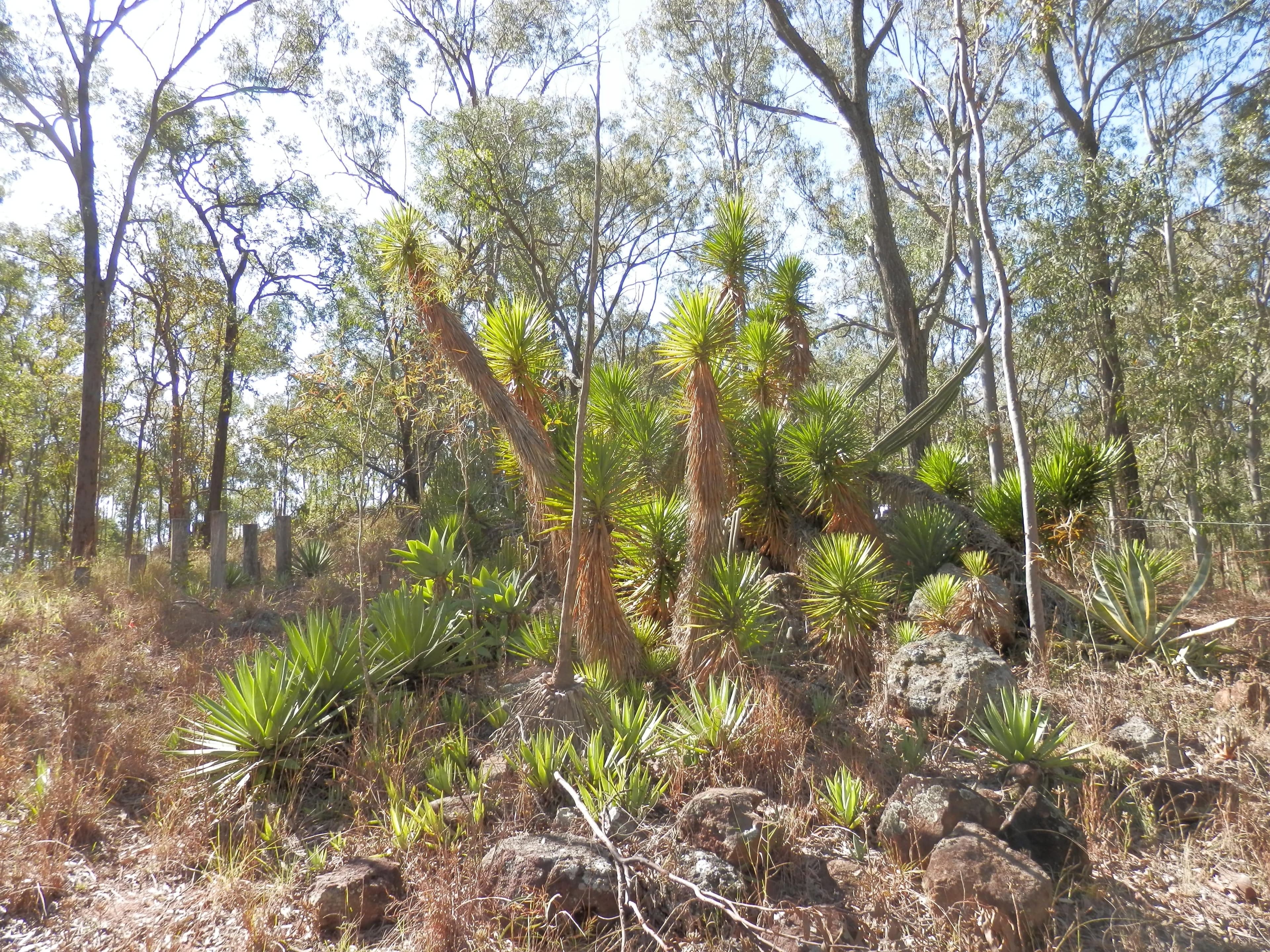 Lot 220 Rifle Range Road, Deebing Heights QLD 4306, Deebing Heights - Image 1
