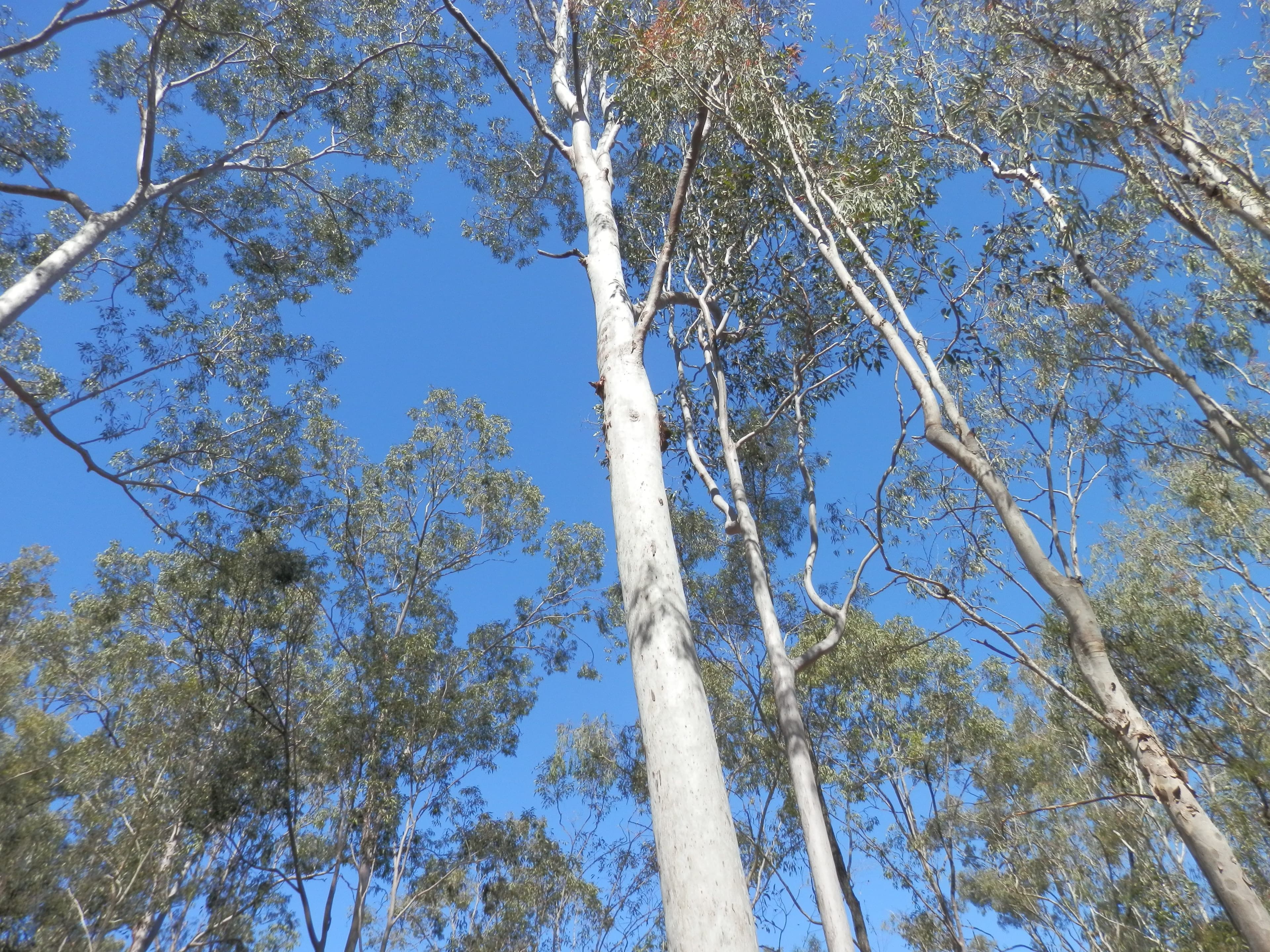 Lot 220 Rifle Range Road, Deebing Heights QLD 4306, Deebing Heights - Thumbnail 2
