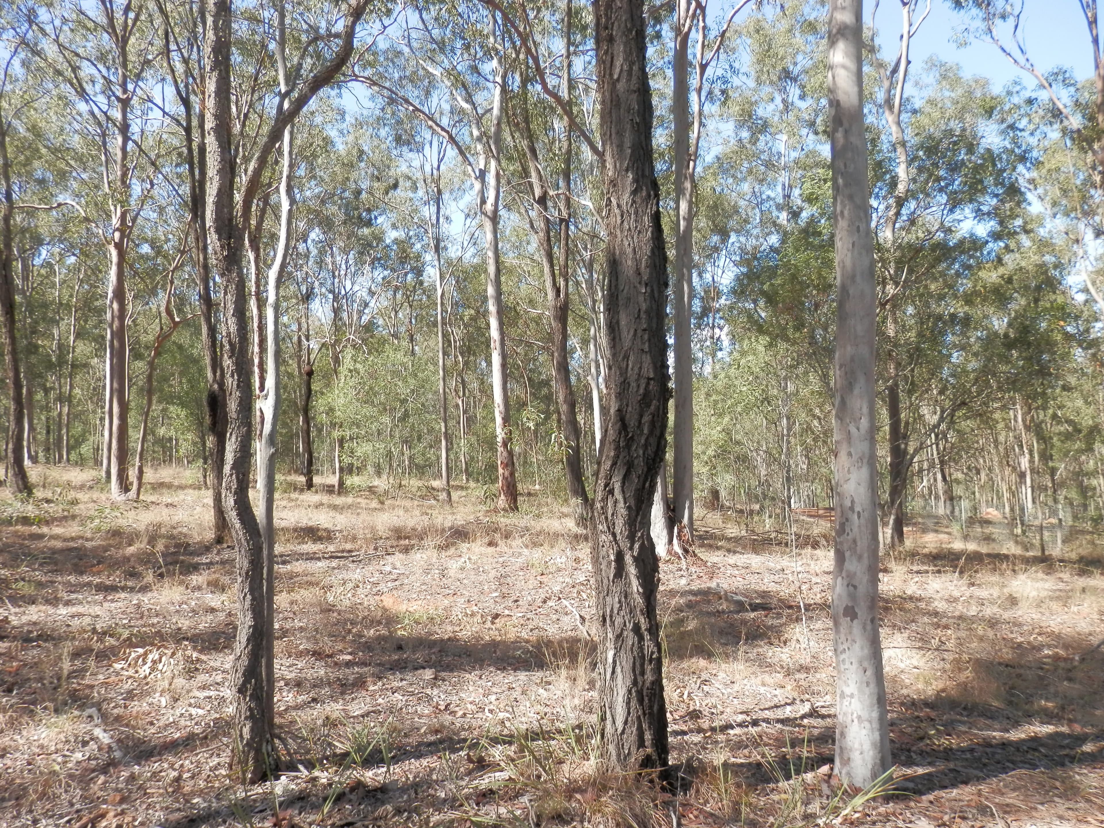 Lot 220 Rifle Range Road, Deebing Heights QLD 4306, Deebing Heights - Thumbnail 6