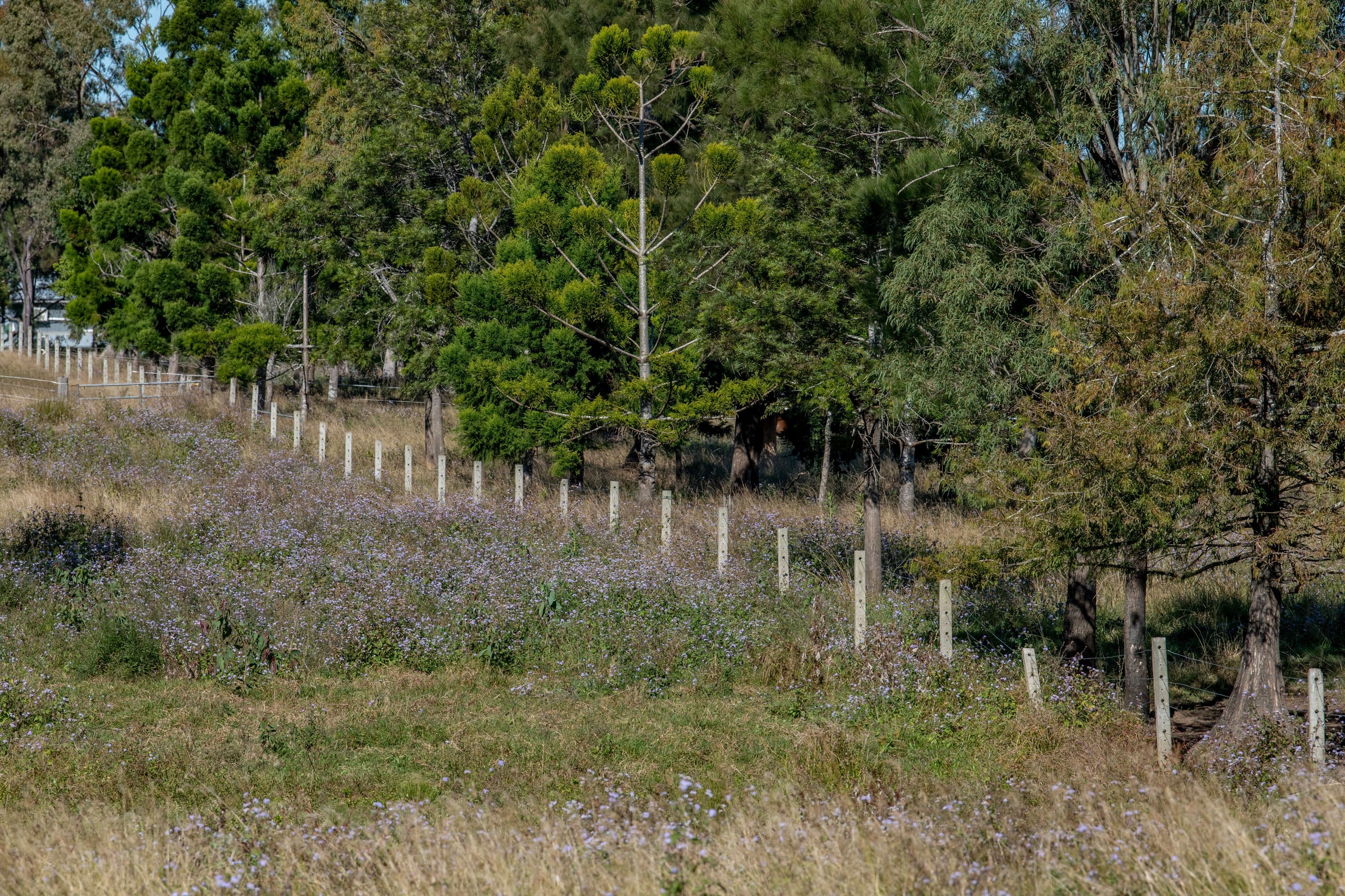 9 Jackson Lane, Yatala QLD 4207, Yatala - Thumbnail 4