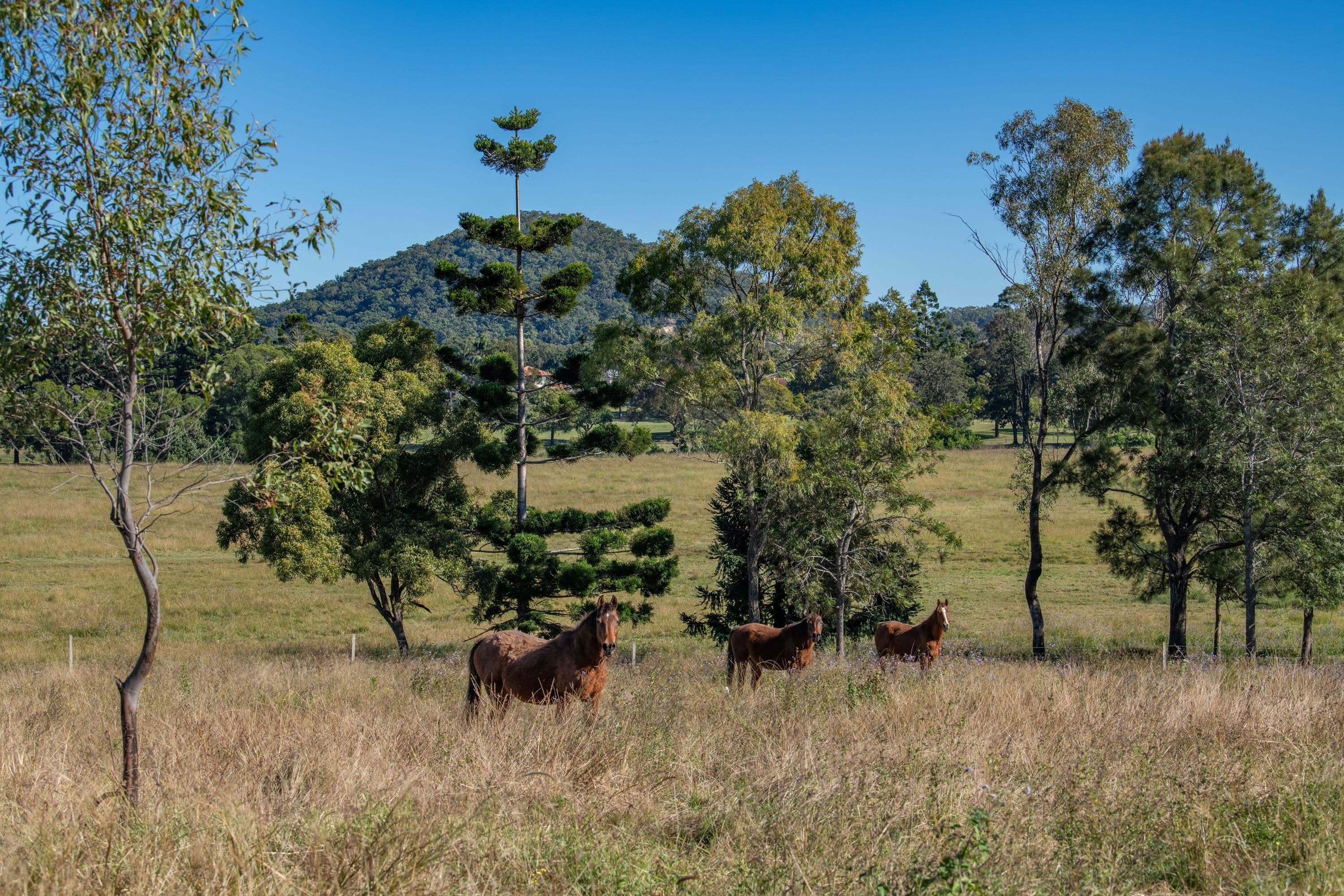 9 Jackson Lane, Yatala QLD 4207, Yatala - Thumbnail 7