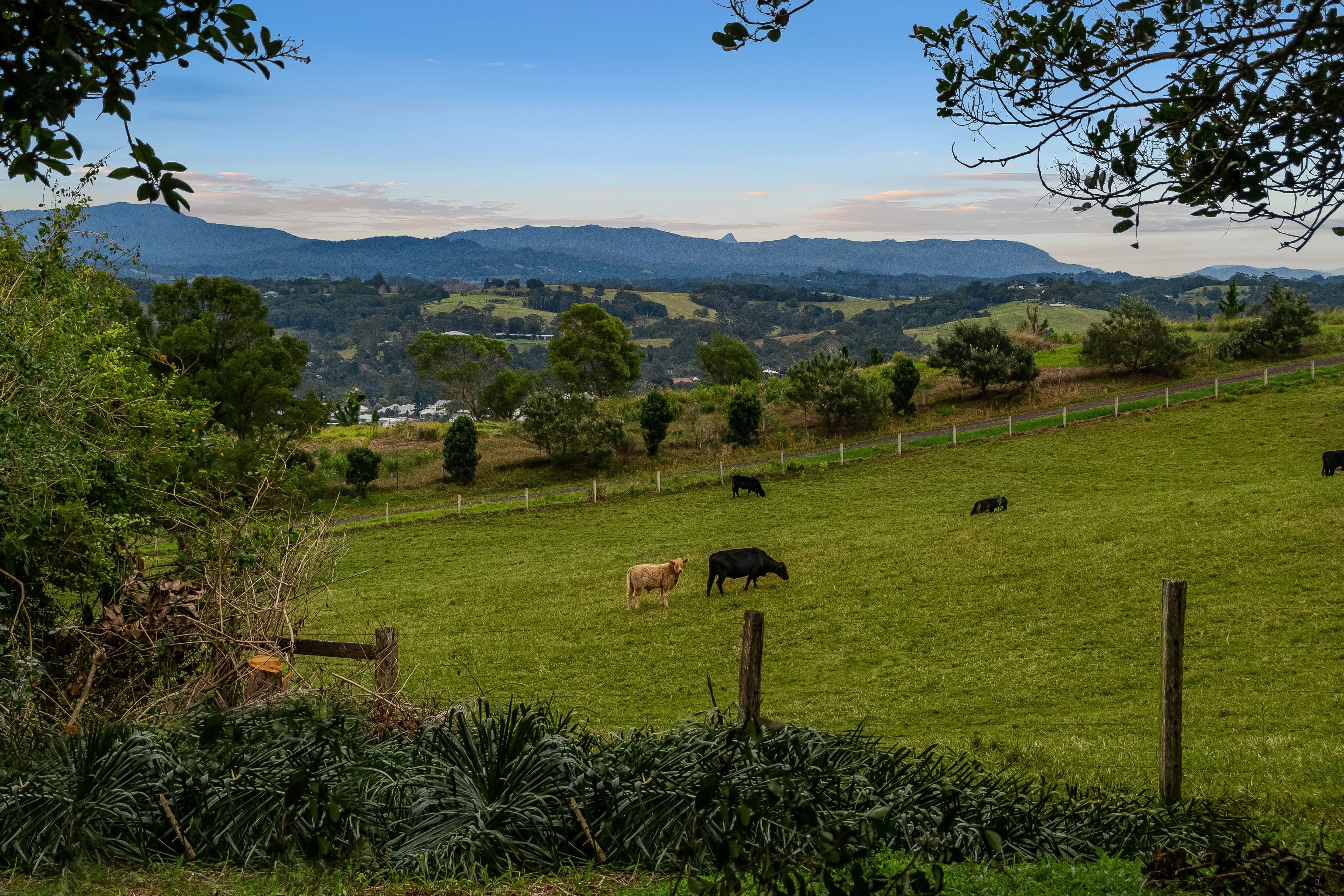 37 Wiley Road, Bangalow NSW 2479, Bangalow - Thumbnail 4