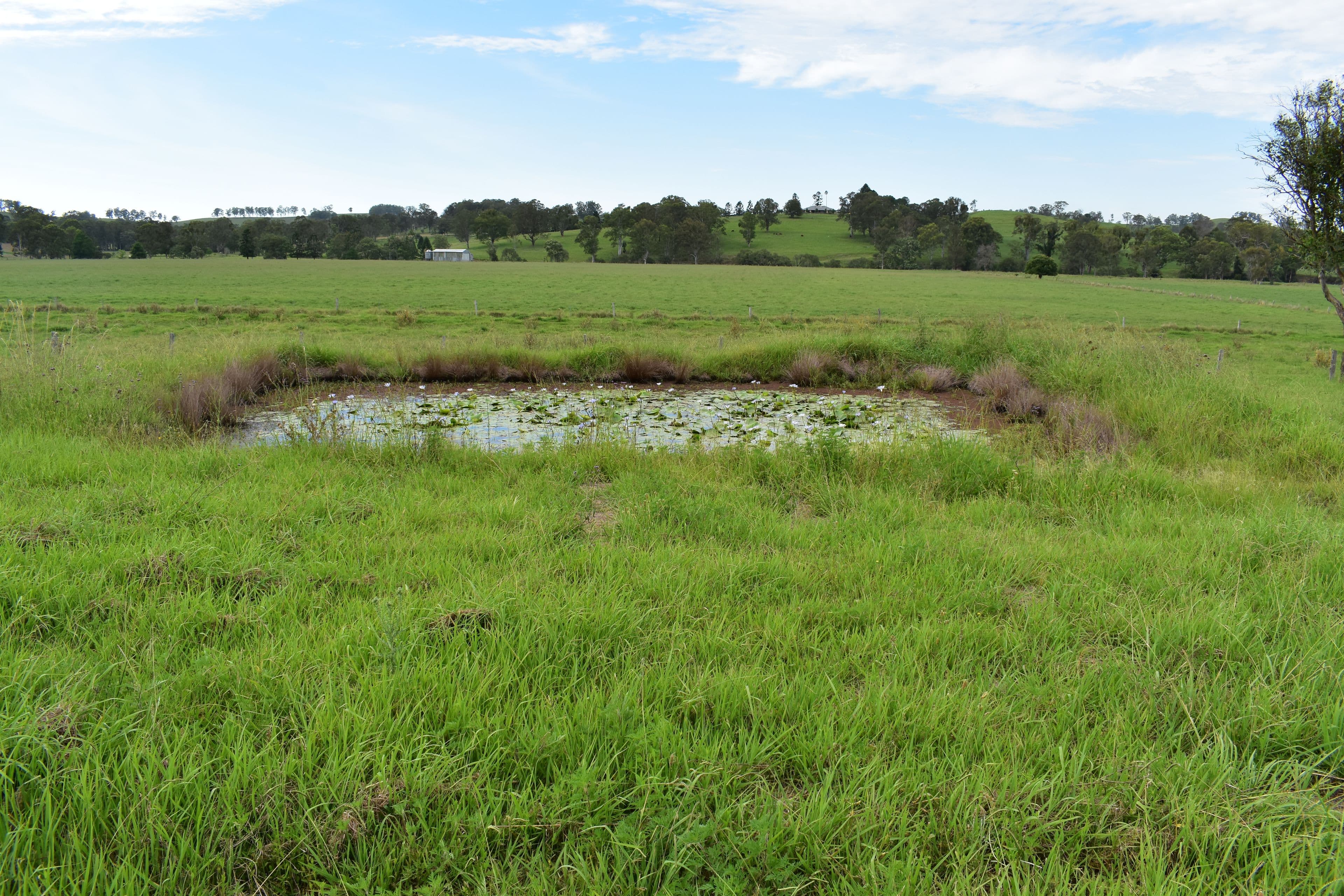 7105 Bruxner Highway, Mallanganee NSW 2469, Mallanganee - Thumbnail 3