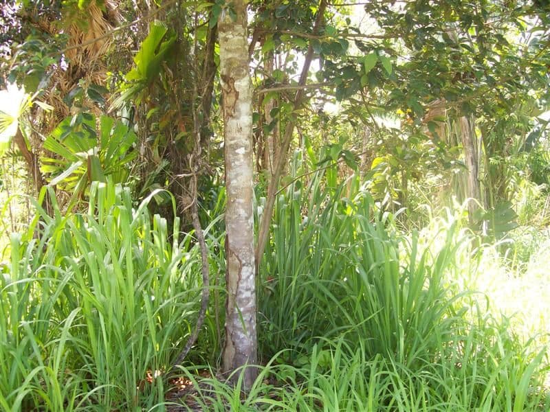 8 Vandeleur Close, INNISFAIL QLD 4860, East Innisfail - Thumbnail 5