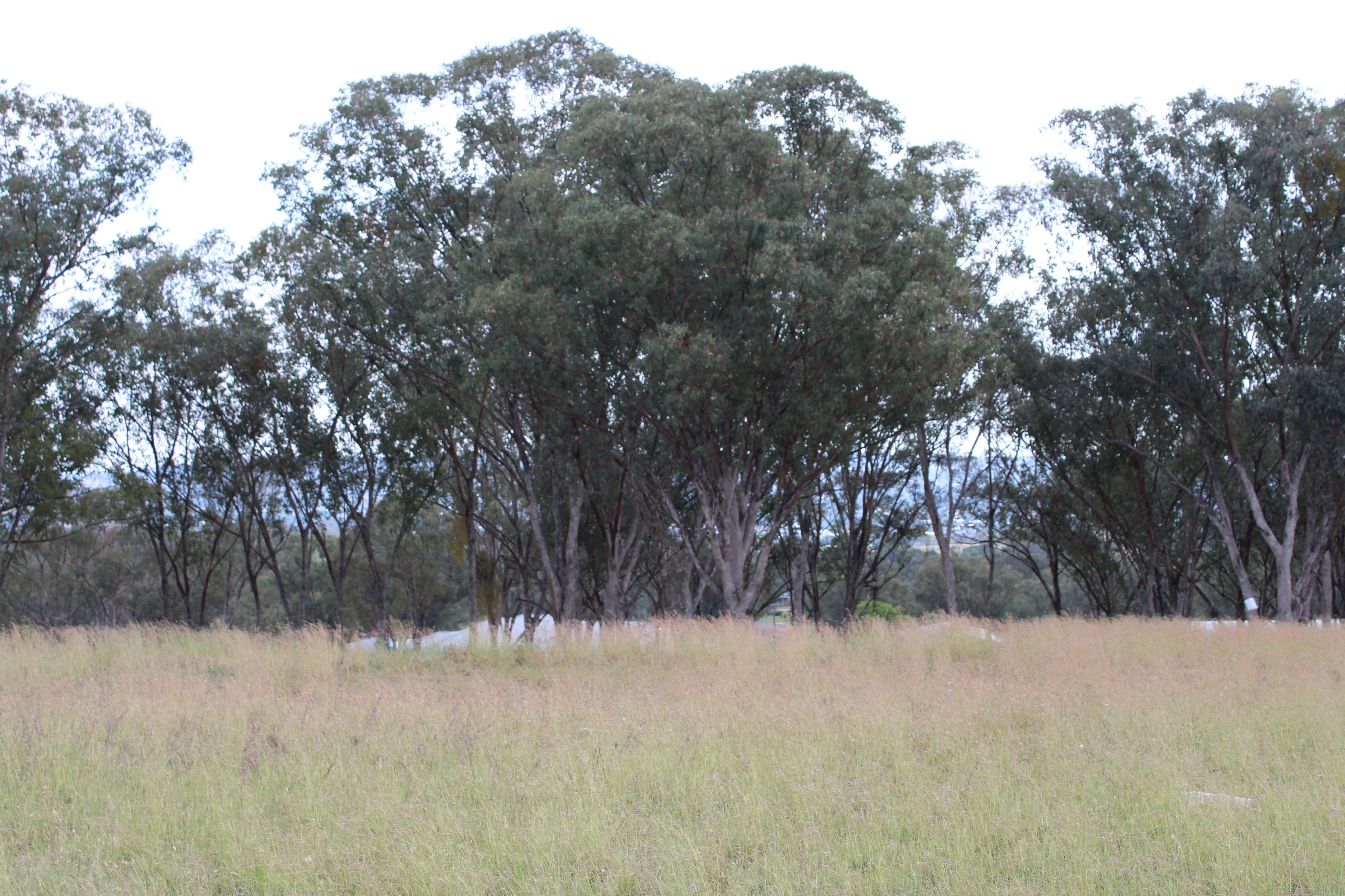 Lot 28 Sylvan Drive, Inverell NSW 2360, Inverell - Thumbnail 2