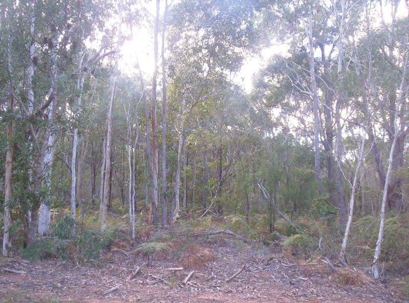 52 Karangi Drive, RUSSELL ISLAND QLD 4184, Russell Island - Thumbnail 2