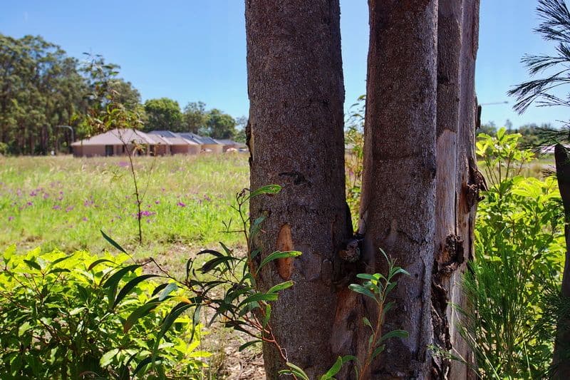 Lot 42 Flannelflower Avenue, WEST NOWRA NSW 2541, West Nowra - Thumbnail 3