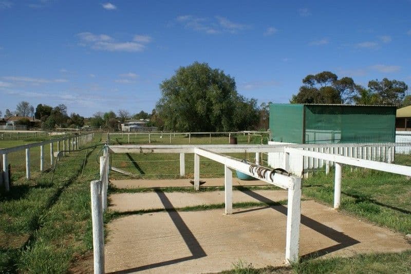 971 Irymple Avenue, IRYMPLE VIC 3498, Irymple - Thumbnail 6