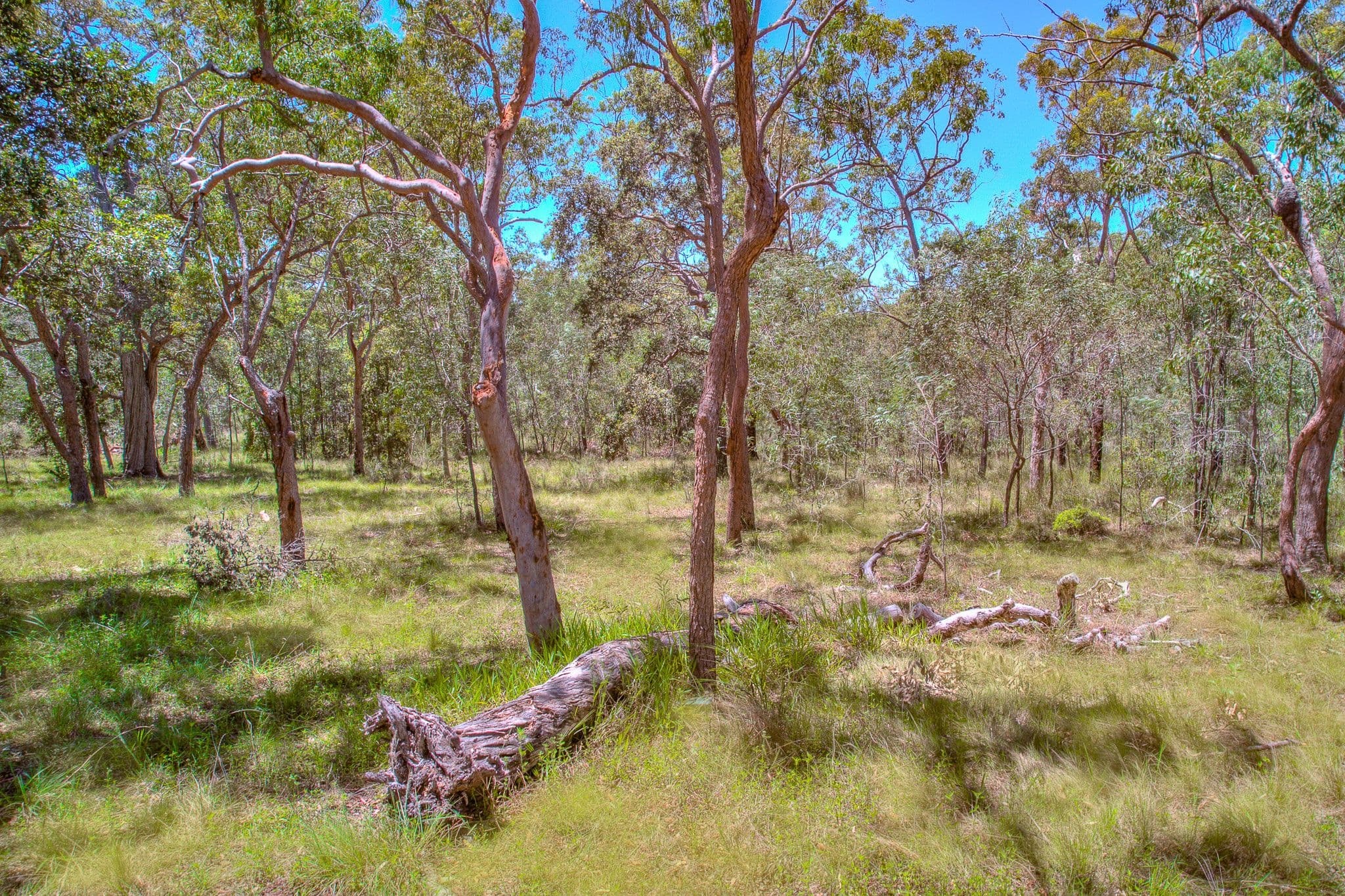 479 Davies Road, Captain Creek QLD 4677, Captain Creek - Thumbnail 4