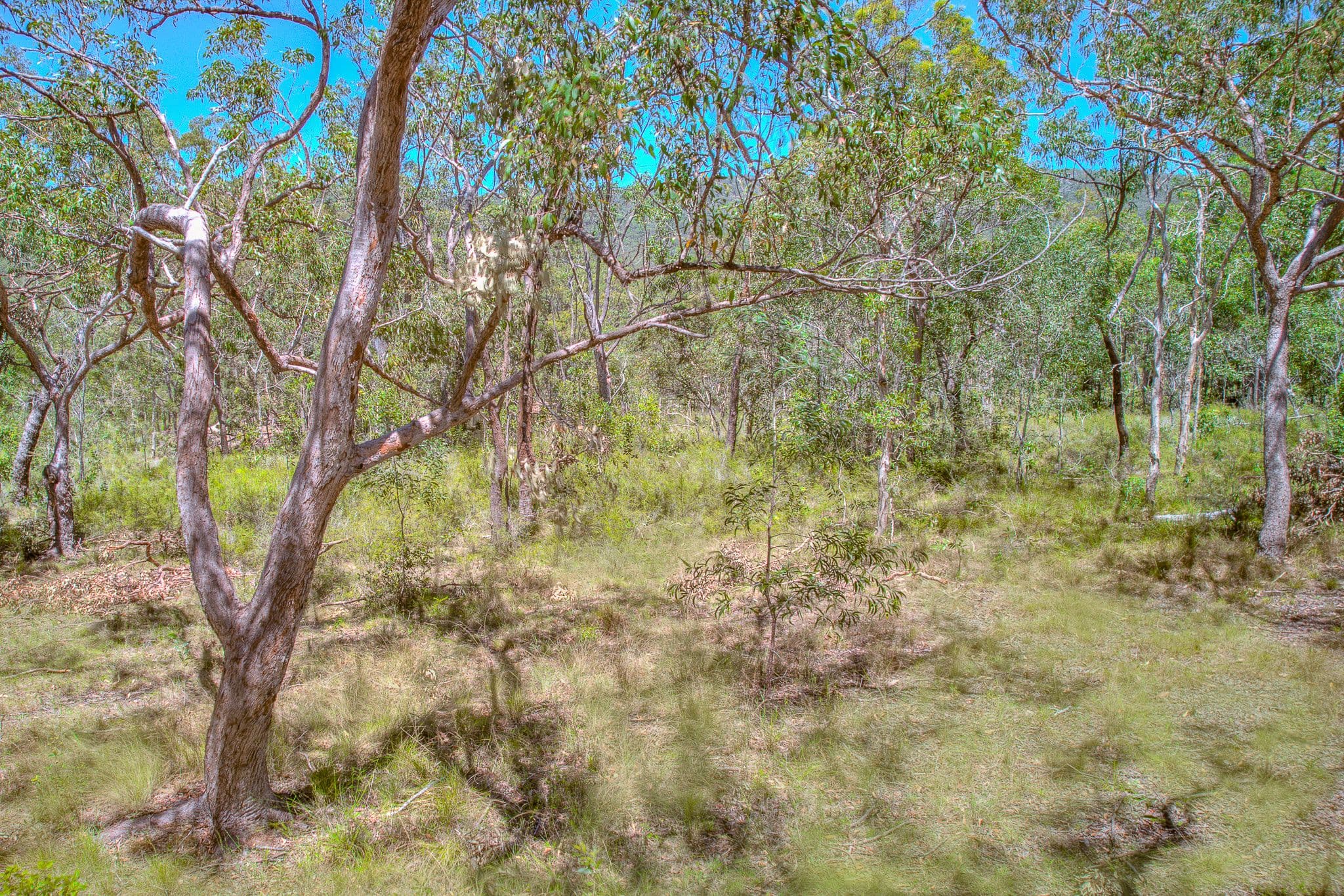 479 Davies Road, Captain Creek QLD 4677, Captain Creek - Thumbnail 5