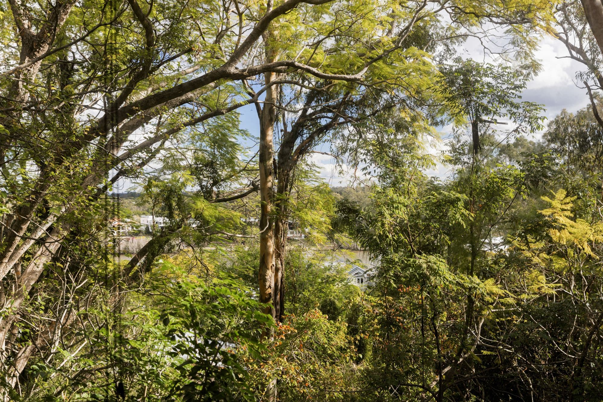 17 Lily Street, Indooroopilly QLD 4068, Indooroopilly - Thumbnail 3
