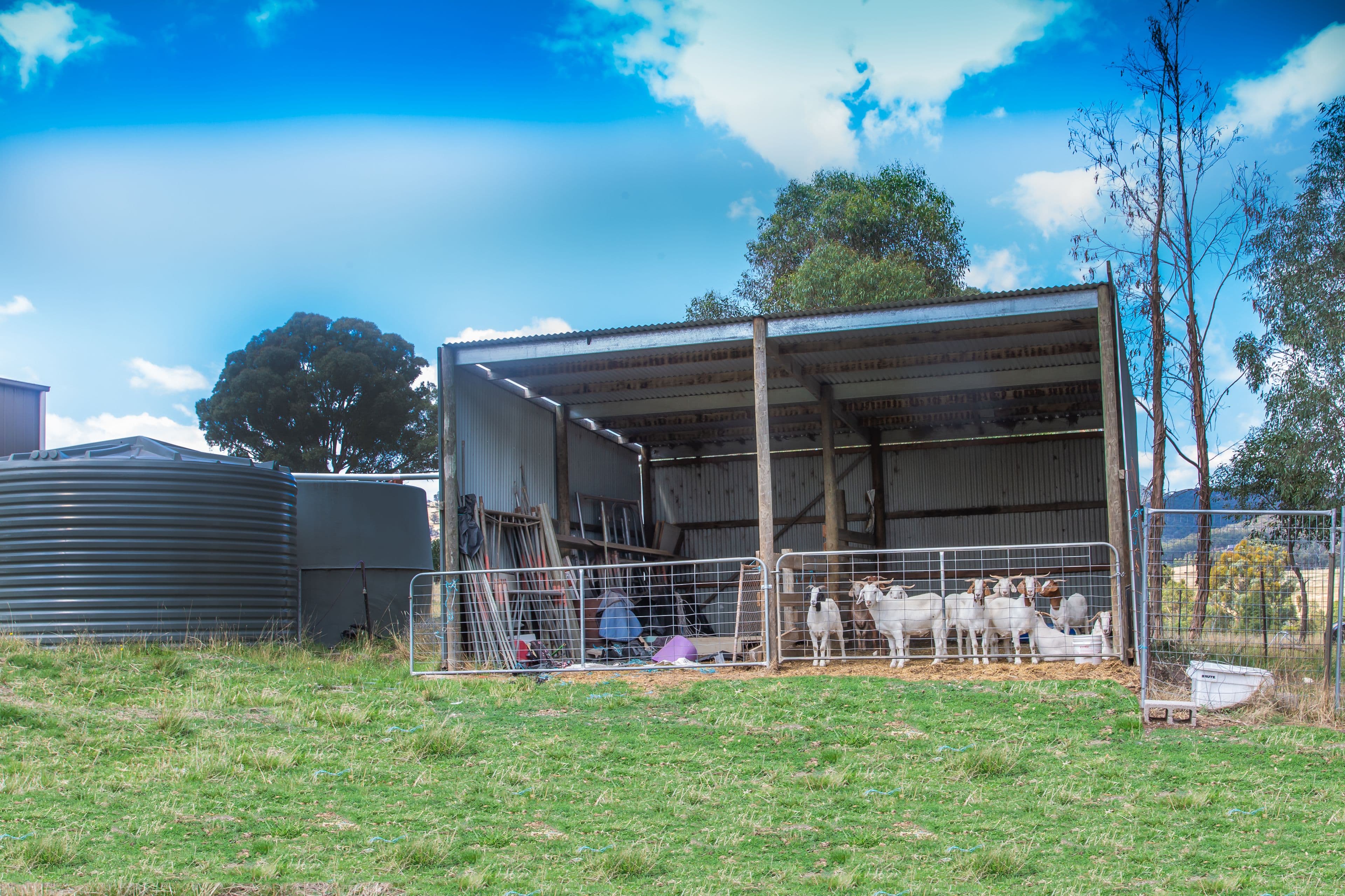 1958 Mt Buller Road, Merrijig VIC 3723, Merrijig - Thumbnail 4