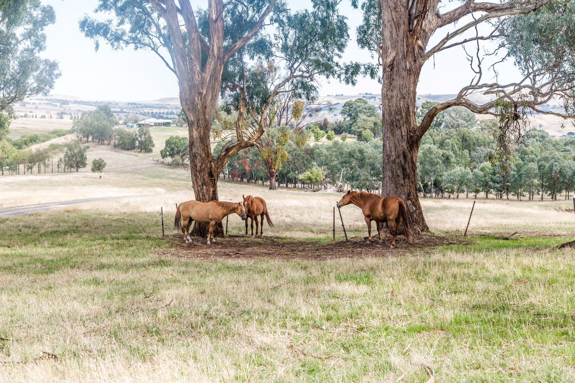 1958 Mt Buller Road, Merrijig VIC 3723, Merrijig - Thumbnail 6