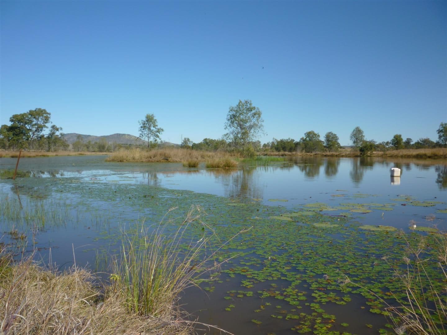 372 Cherryfield Road, GRACEMERE QLD 4702, Gracemere - Thumbnail 3
