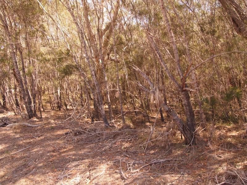 38 Ti Tree Rd East, Booral QLD 4655, Booral - Thumbnail 4