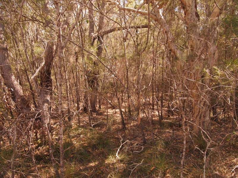 38 Ti Tree Rd East, Booral QLD 4655, Booral - Thumbnail 5