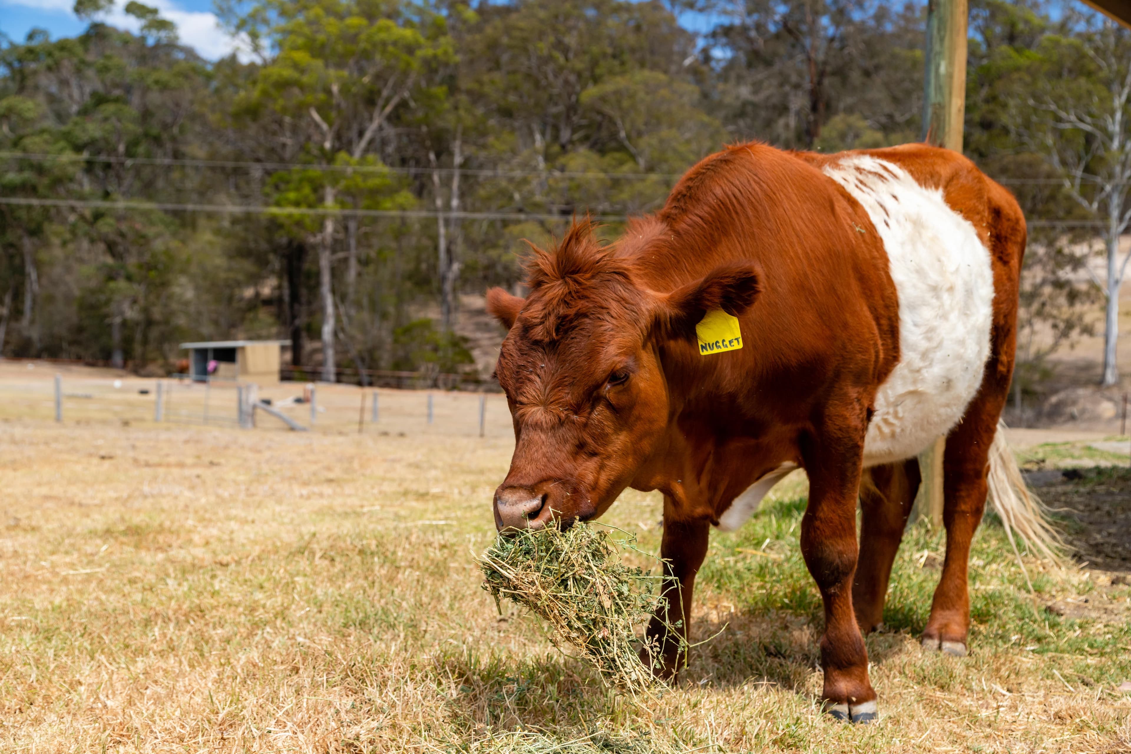 15 Bull Paddock Lane, Moruya - Thumbnail 8