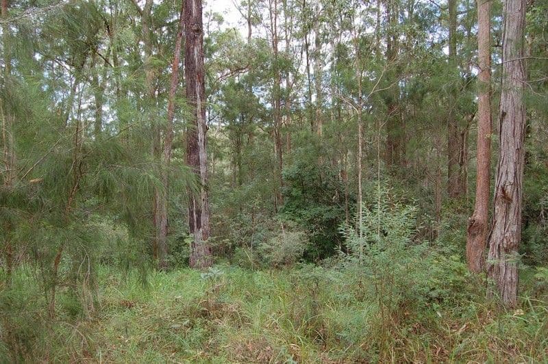 99 Tallgum Avenue, DOONAN QLD 4562, Doonan - Thumbnail 3