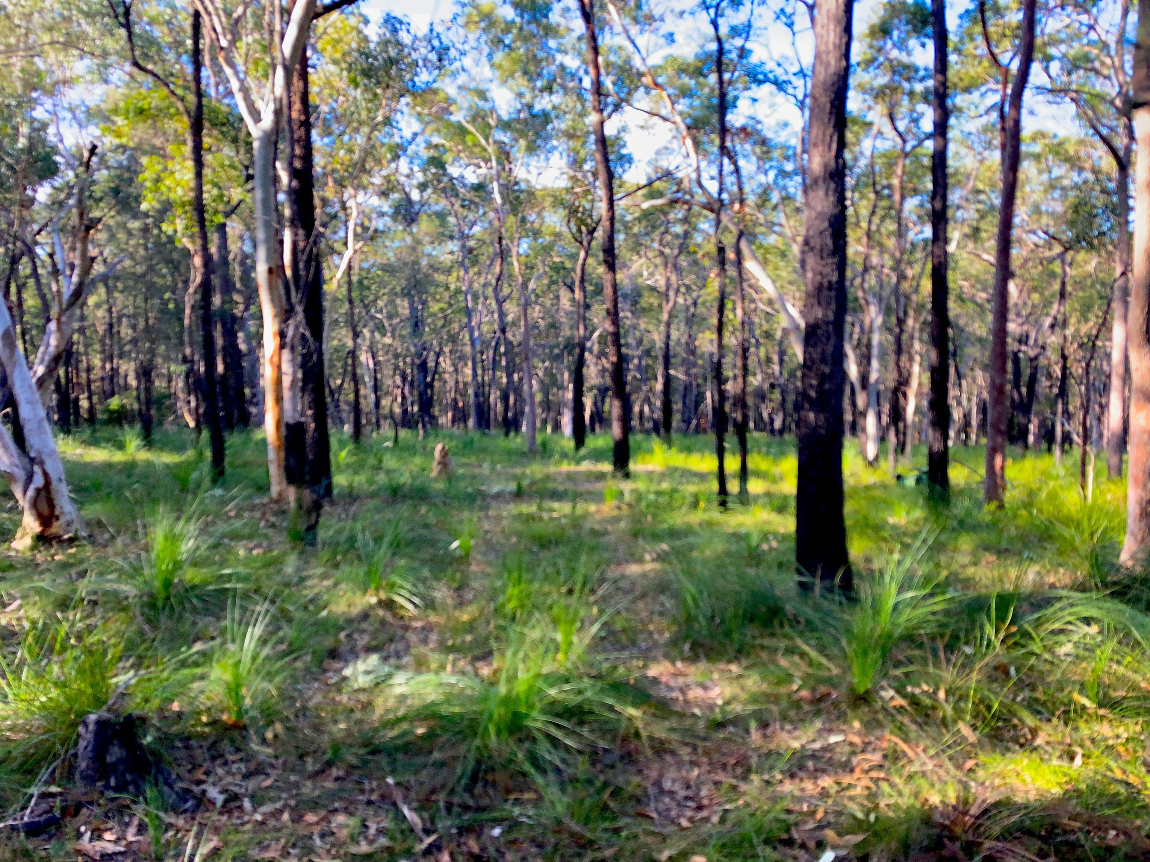 21 Rivergum Drive, Morisset NSW 2264, Morisset - Image 1