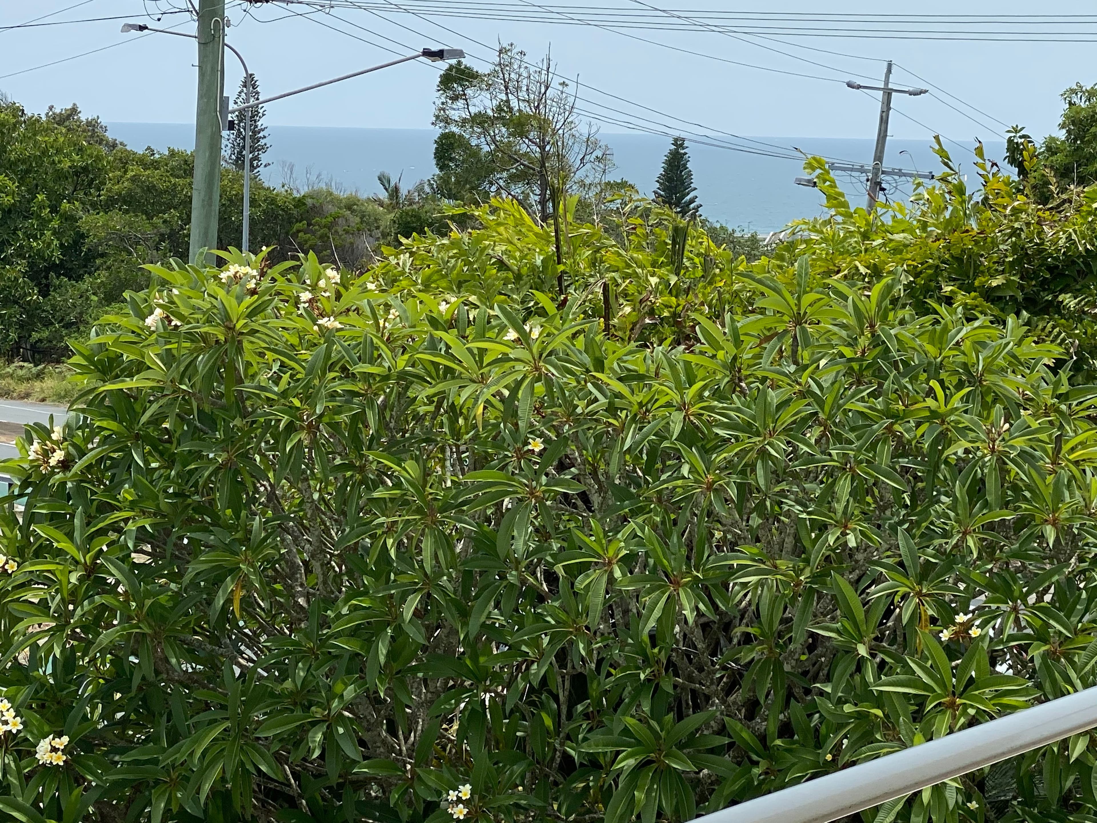3 Podargus Parade, Peregian Beach QLD 4573, Peregian Beach - Thumbnail 4
