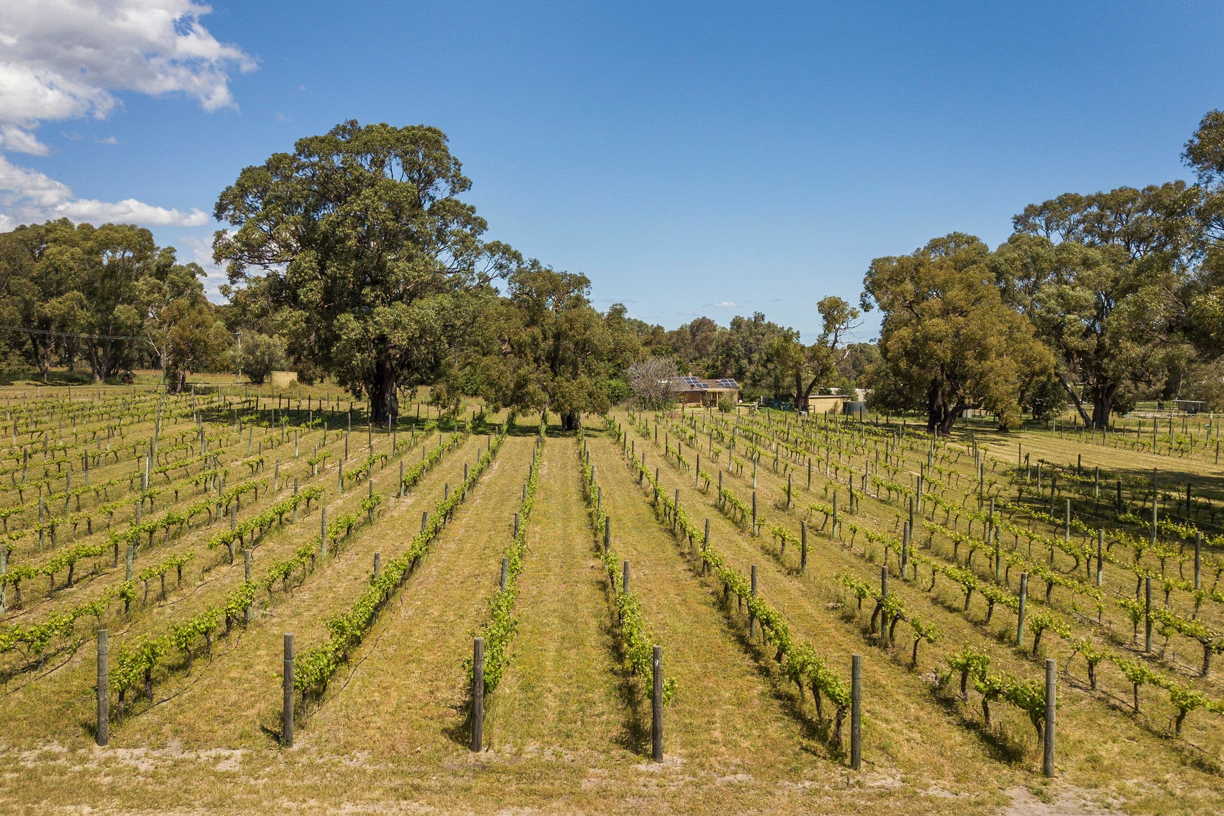7 Winery Drive, Karnup WA 6176, Karnup - Thumbnail 8