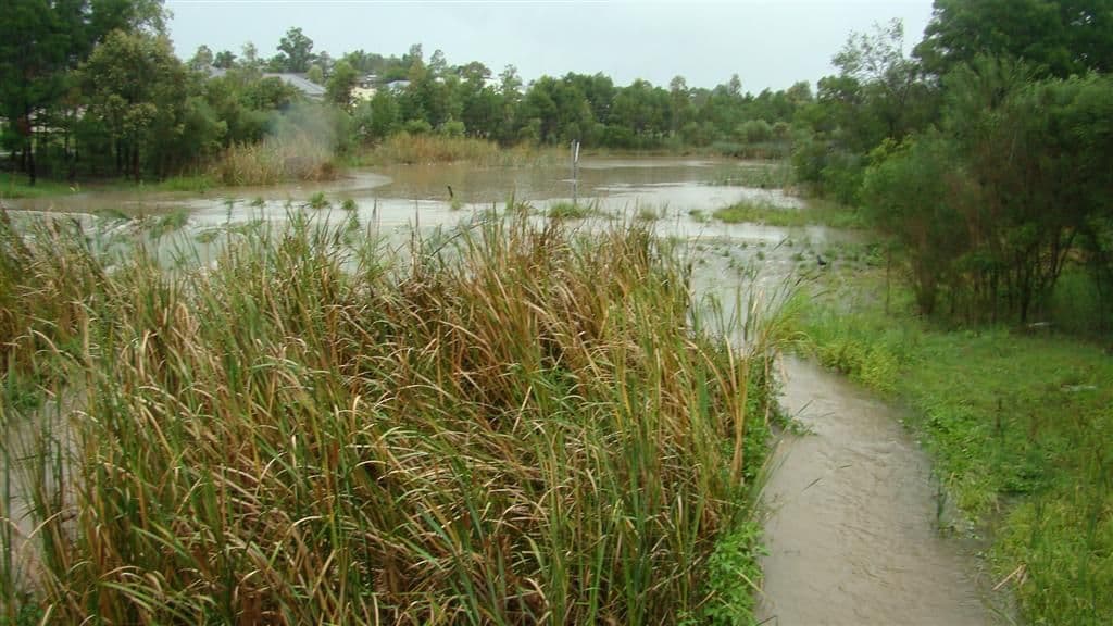 Lot 703 Bingara Street, RUTHERFORD NSW 2320, Rutherford - Thumbnail 3