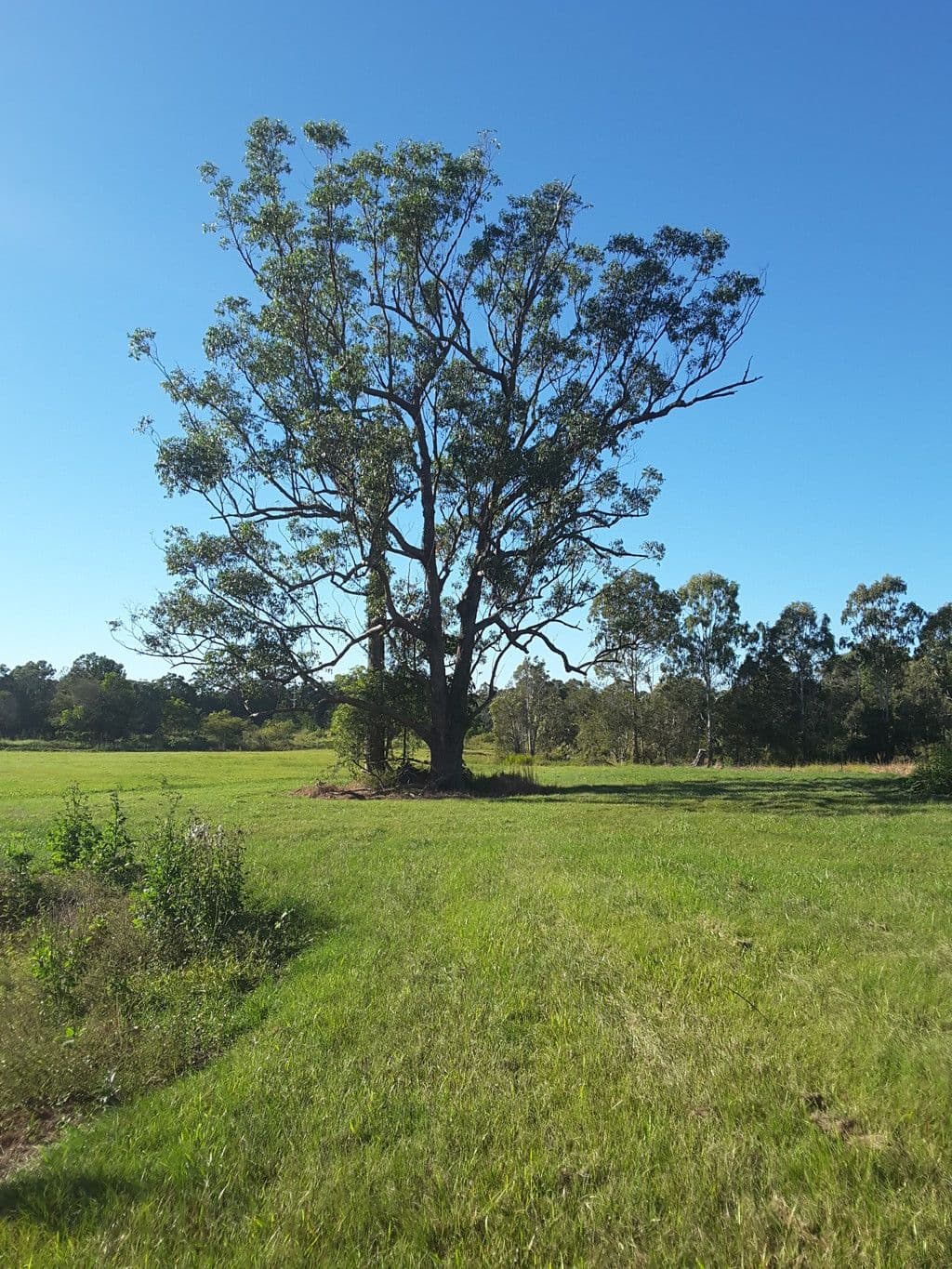 Lot 3 Glenview Road, Glenview QLD 4553, Glenview - Thumbnail 6