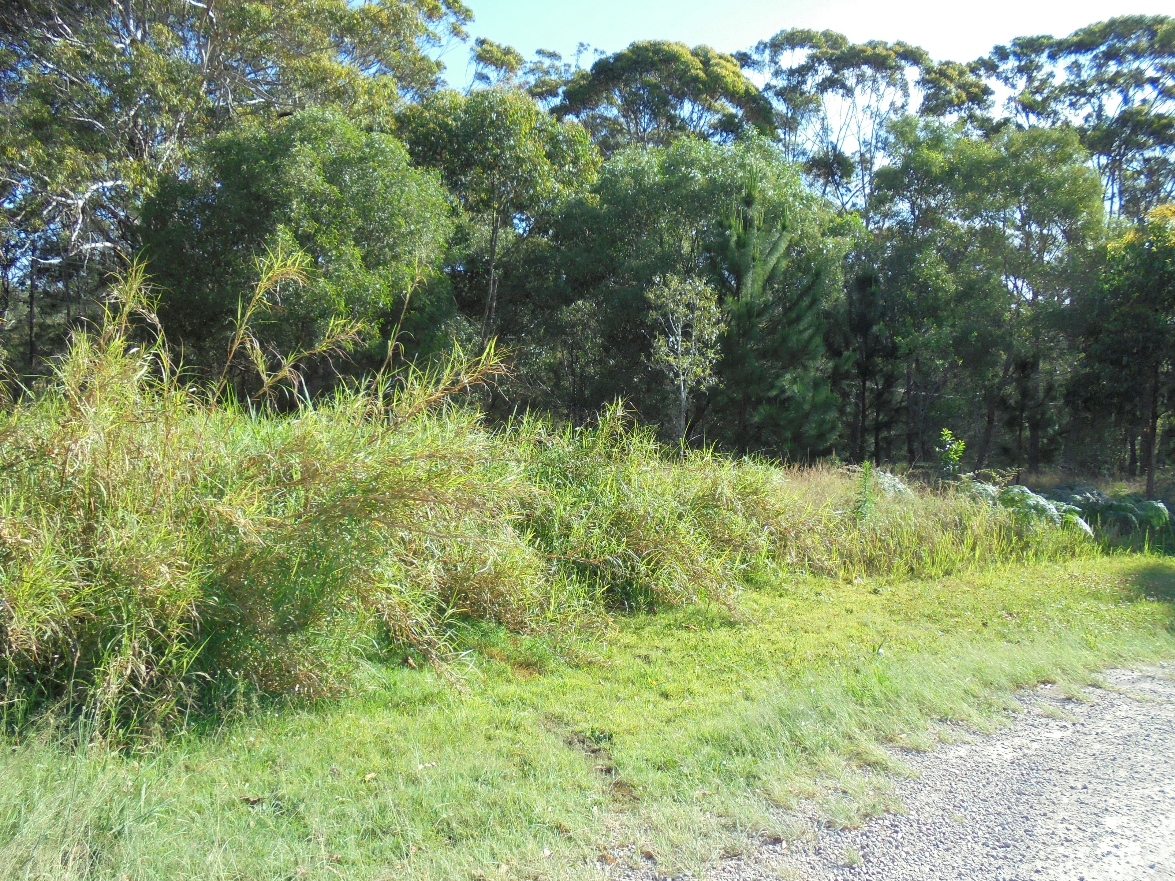 2 Roebuck Road, Russell Island QLD 4184, Russell Island - Thumbnail 4