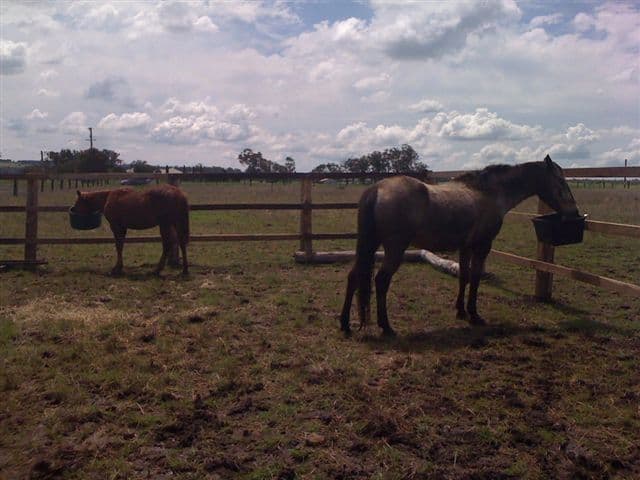 Lot 5 Colemans Road, GOOMBUNGEE QLD 4354, Goombungee - Thumbnail 2