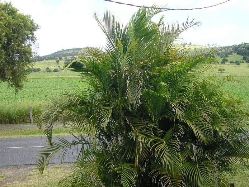 115 Prospect Street, LOWOOD QLD 4311, Lowood - Thumbnail 7